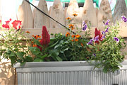flower box