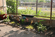 the Scurvy Dog garden