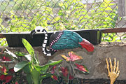 punk flamingo